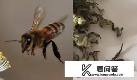 碧螺春茶的做法？