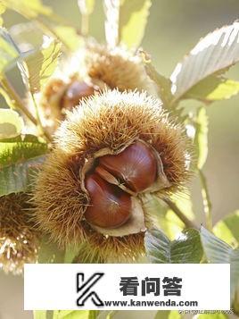 栗子剩了能吃吗？