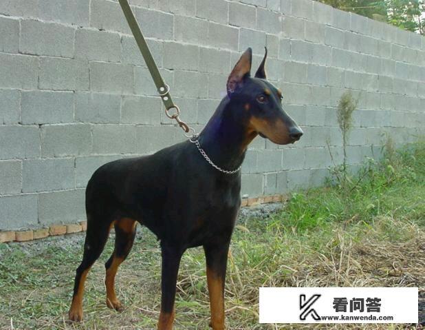 杜宾犬是猎犬吗？