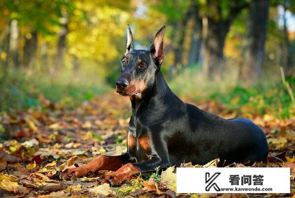 杜宾犬是猎犬吗？