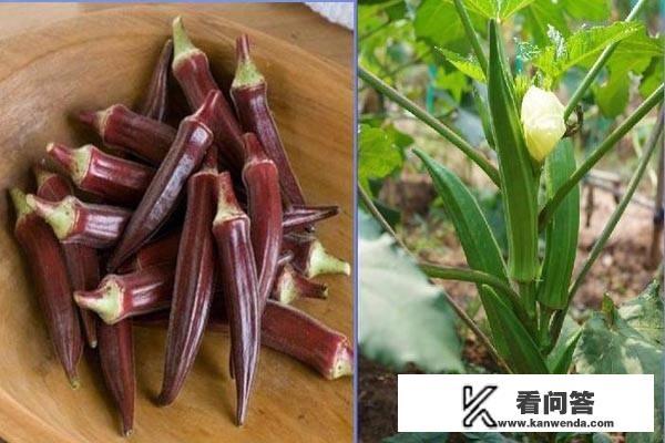 秋葵属性？