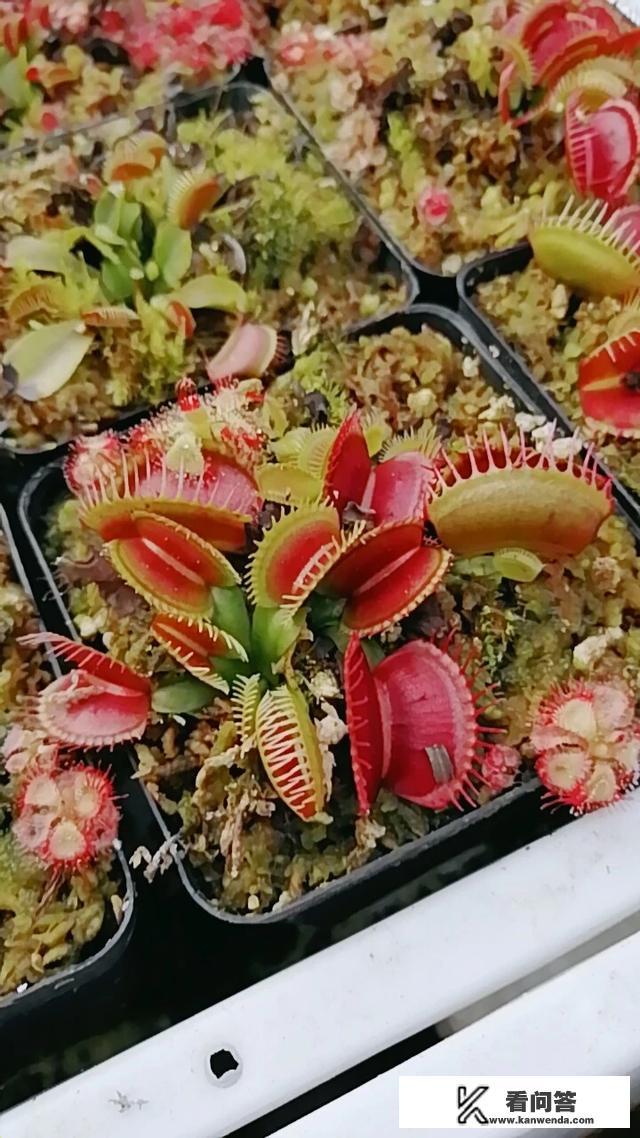 捕蝇草是什么？