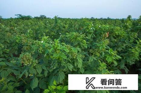 树莓是什么？