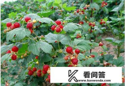 树莓是什么？