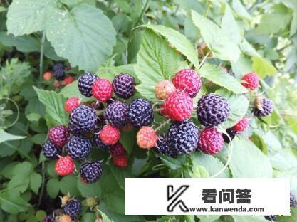 树莓是什么？