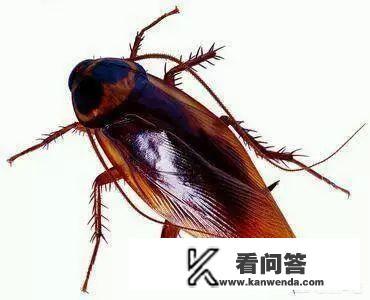 一本末世耽美文,男主和异族在一起,可以生子的小说,名字是什么啊？