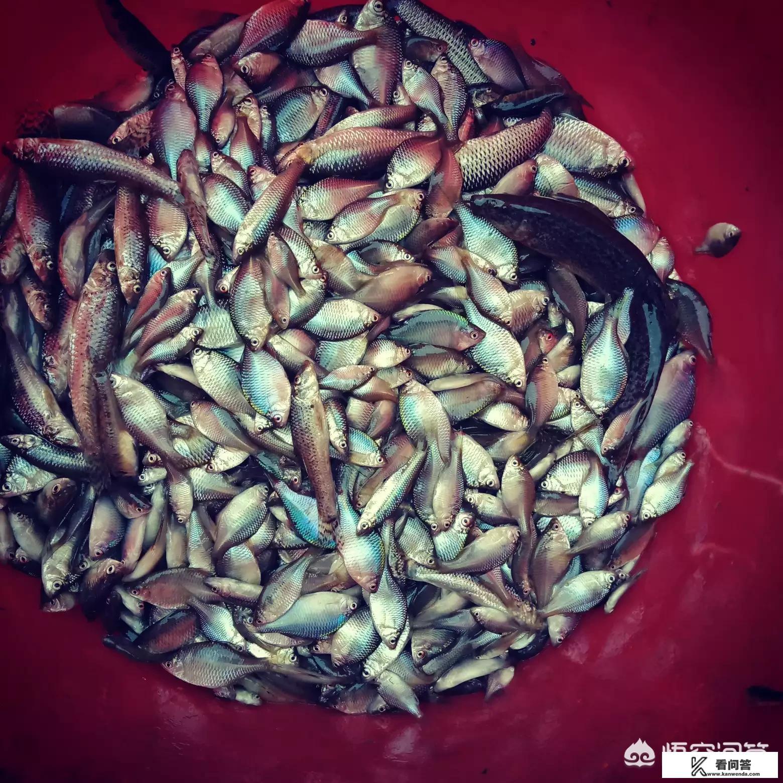 周作人故乡的野菜原文？