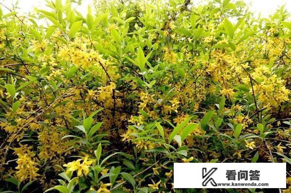 描写“中草药”的诗句有哪些？