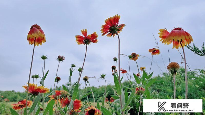 高考提分课程怎么样？