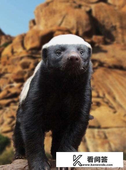 把一只吃饱了的泰迪和一只吃饱了的非洲平头哥关在一个笼子里，会出现什么情况？