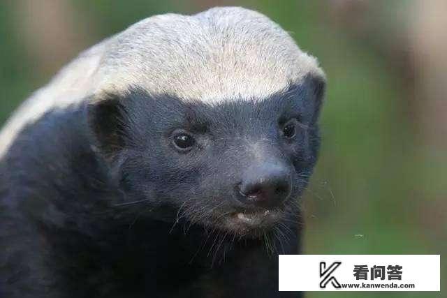 把一只吃饱了的泰迪和一只吃饱了的非洲平头哥关在一个笼子里，会出现什么情况？