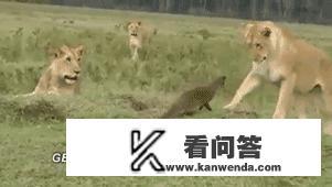 把一只吃饱了的泰迪和一只吃饱了的非洲平头哥关在一个笼子里，会出现什么情况？