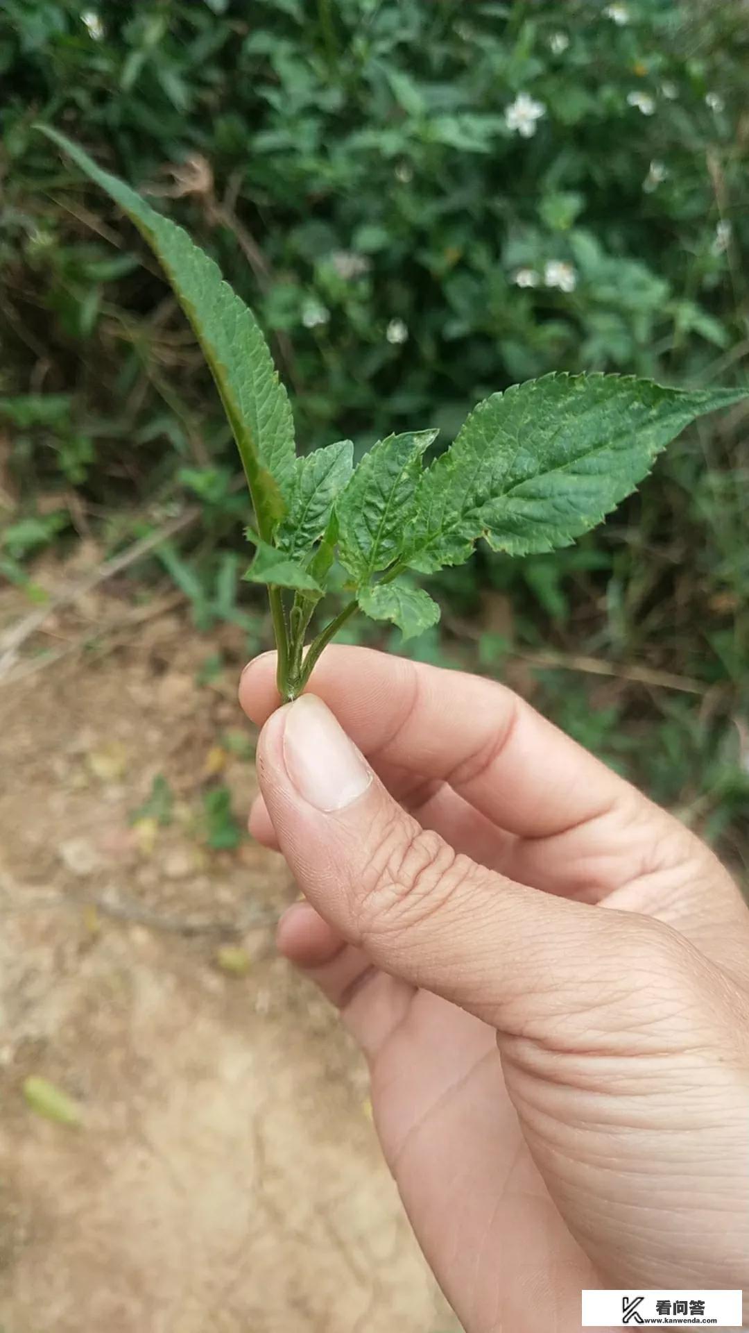 鬼针草怎么吃？