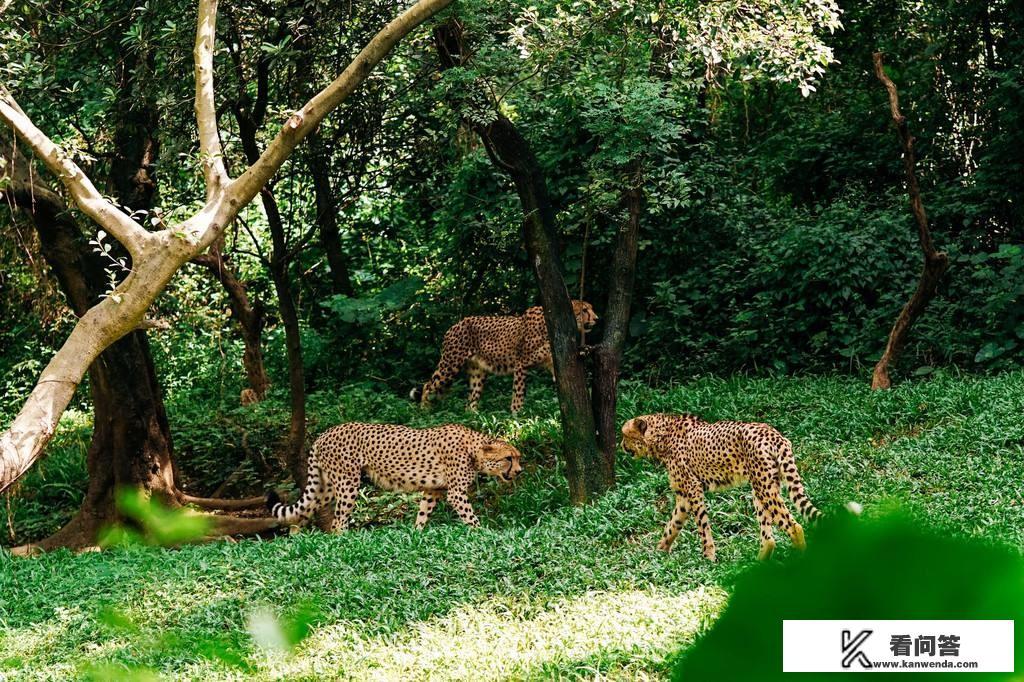 莫高窟旅游详细攻略? 莫高窟旅游详细攻略?