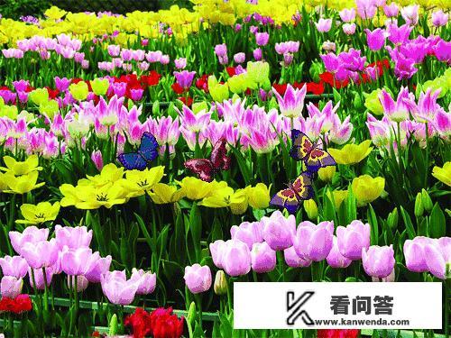 岁暮清欢浅冬安暖全文？