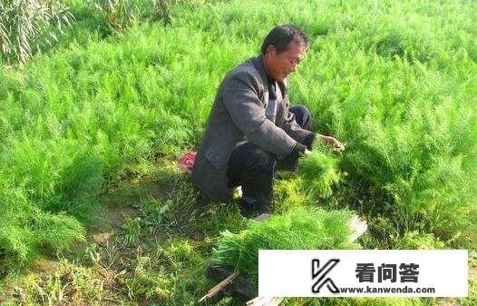 如何区分茴香？