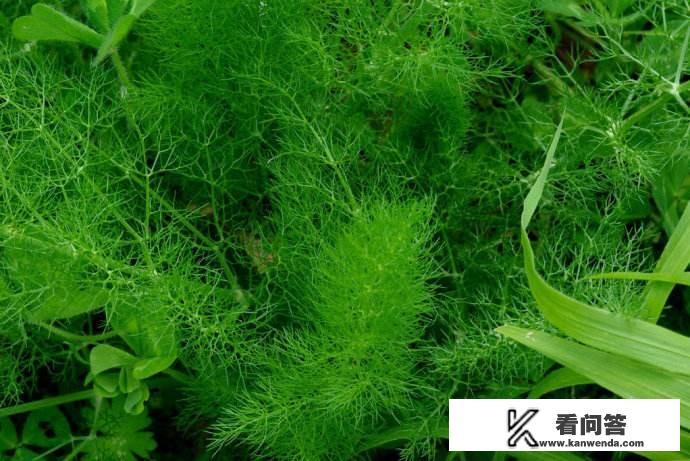 如何区分茴香？