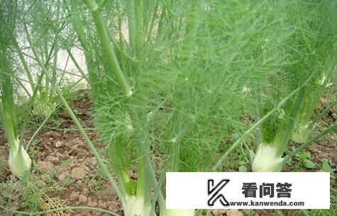 如何区分茴香？