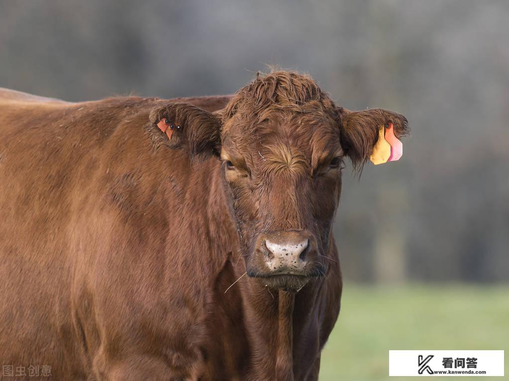十二生肖中,哪些生肖遇到困难会有贵人相助? 十二生肖中,哪些生肖遇到困难会有贵人相助?