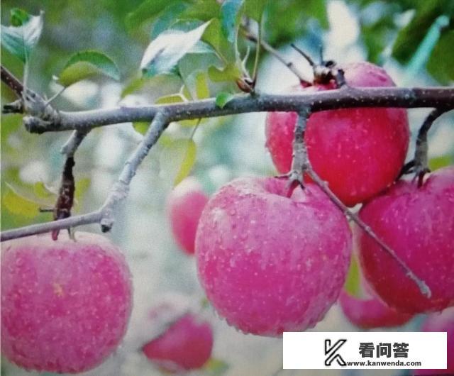 为什么苹果叫苹果呢?而且几乎全世界的人都知道? 为什么苹果叫苹果呢?而且几乎全世界的人都知道?