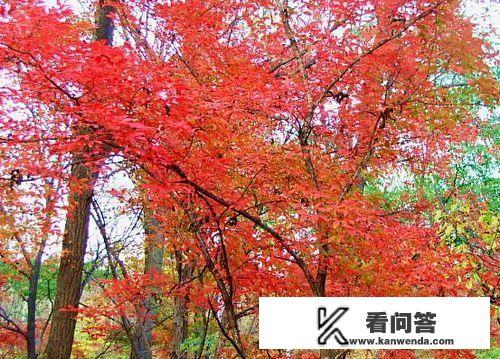 长春红叶谷详细攻略？