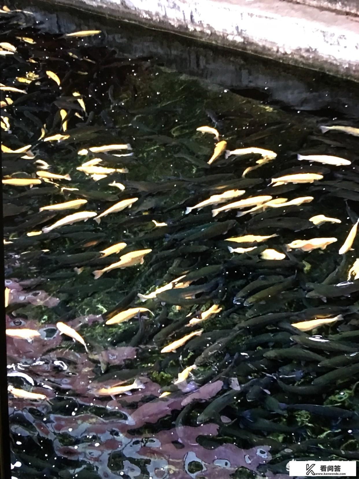 北京怀柔雁栖湖景区有游泳区吗？