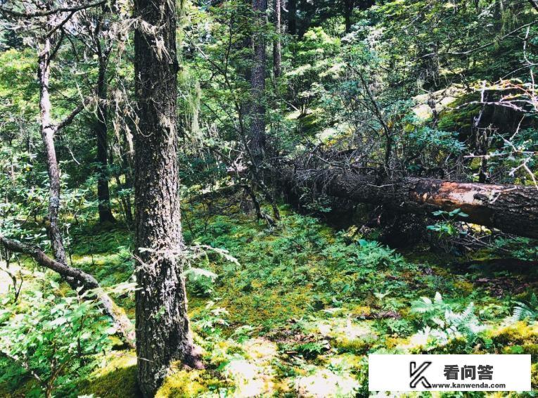 香格里拉普达措国家公园怎么游玩？