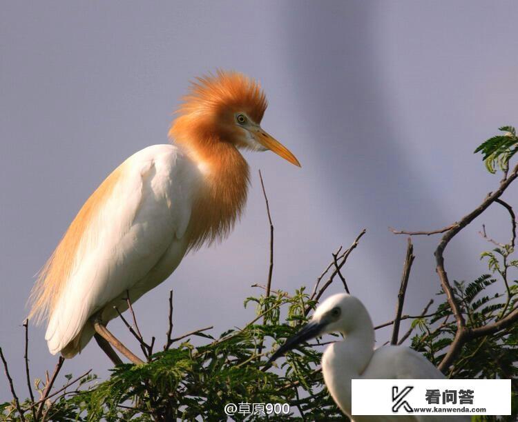 请问江门的小鸟天堂好玩吗？