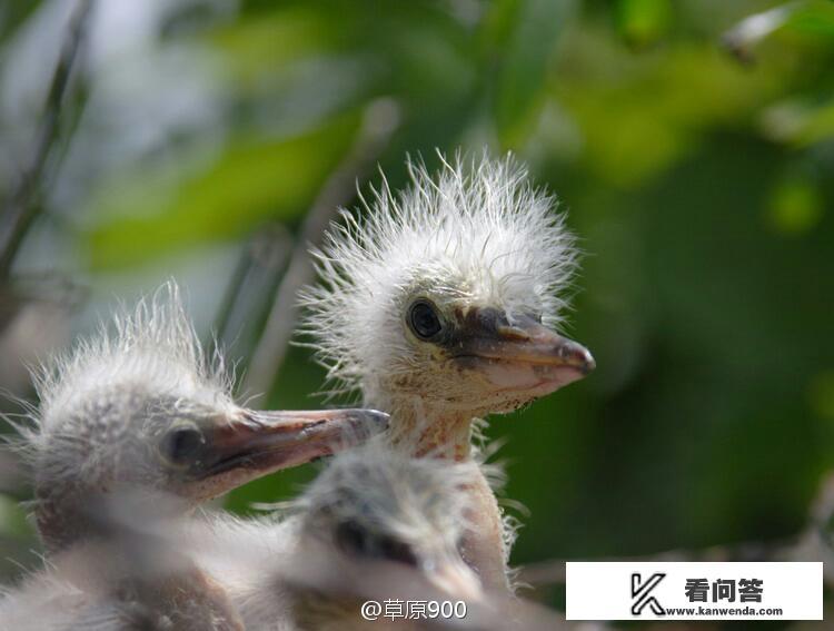 请问江门的小鸟天堂好玩吗？