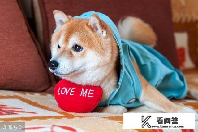 有人说柴犬很凶，甚至咬主人，是不是真的？