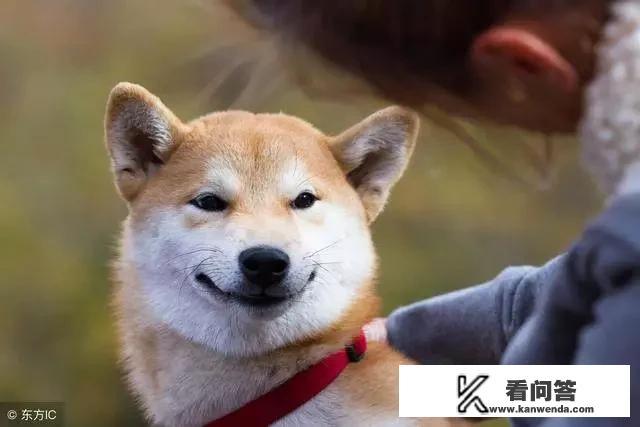 有人说柴犬很凶，甚至咬主人，是不是真的？