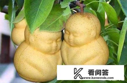 为什么大家吃了人参果都说难吃？