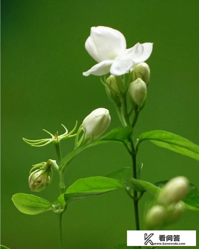 十大顶级茉莉花？