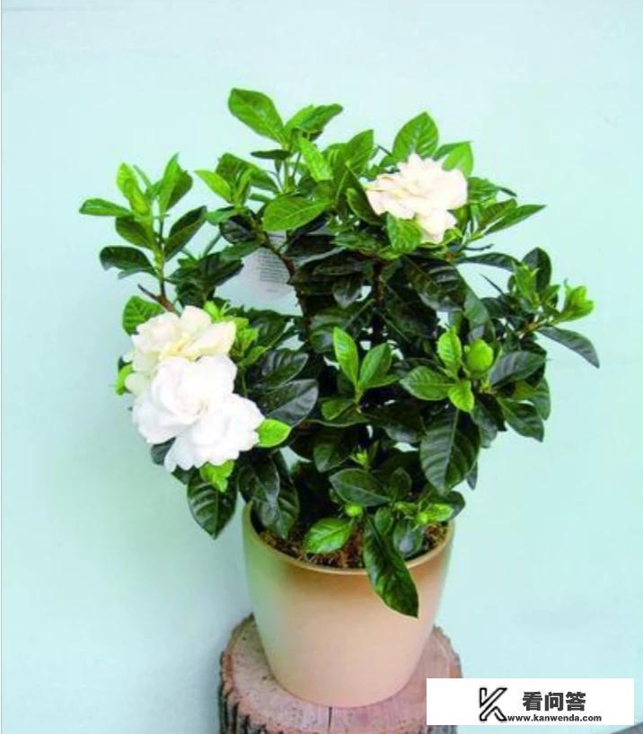 十大顶级茉莉花？