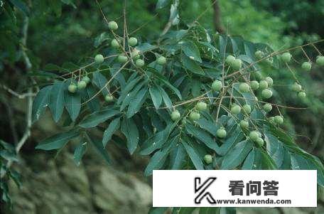 无患子树和菩提树的区别？