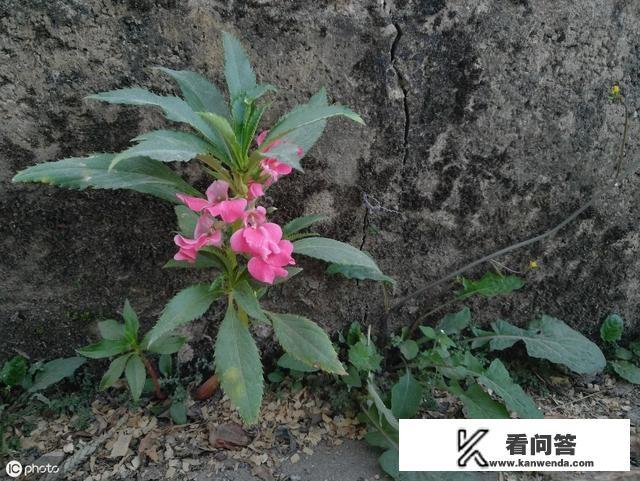 农村的凤仙花，你还记得吗？它有什么用途？