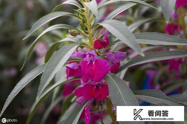 农村的凤仙花，你还记得吗？它有什么用途？