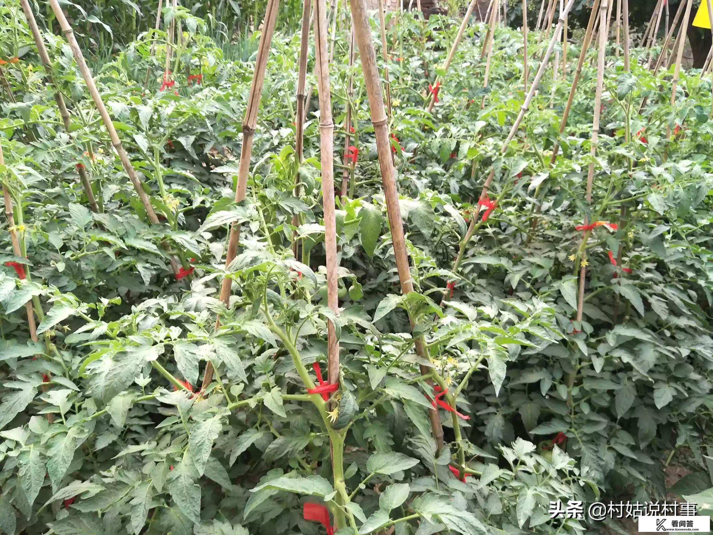 疯狂的麦克斯孕妇扮演者? 疯狂的麦克斯孕妇扮演者?