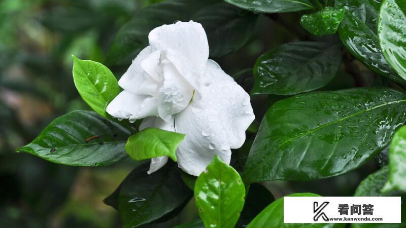 栀子花珍贵吗？