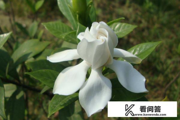 栀子花珍贵吗？