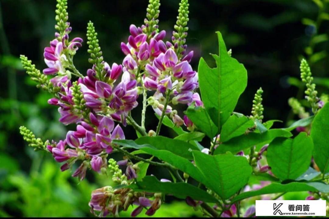 鸡血藤人工怎么种植?有市场前景吗? 鸡血藤人工怎么种植?有市场前景吗?