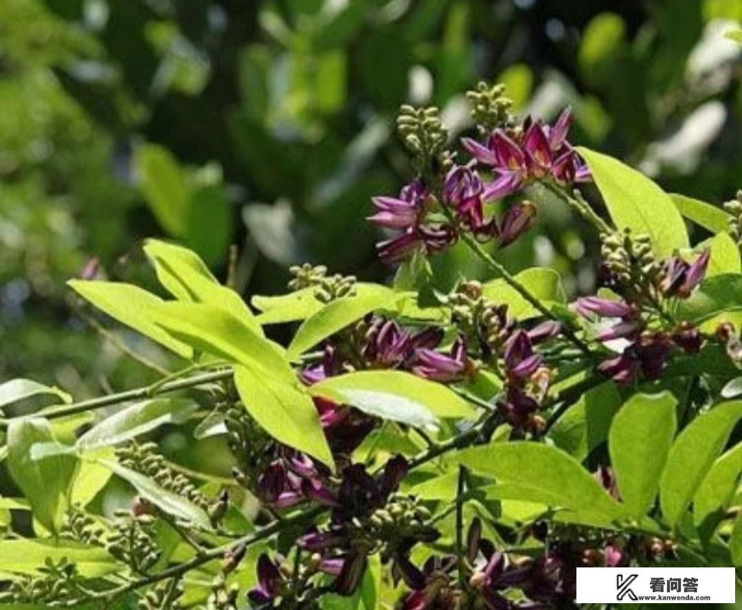 鸡血藤人工怎么种植?有市场前景吗? 鸡血藤人工怎么种植?有市场前景吗?