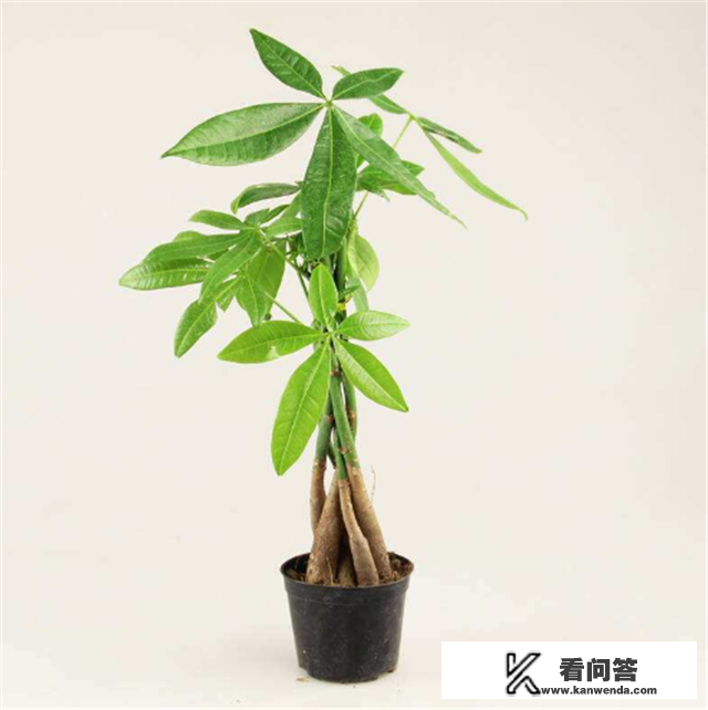 发财树怎样树形？