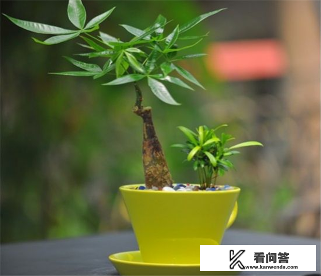 发财树怎样树形？