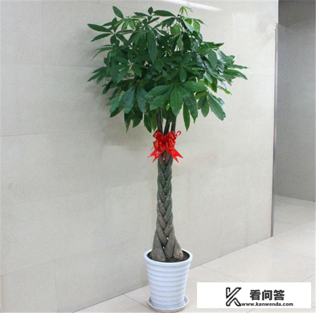 发财树怎样树形？