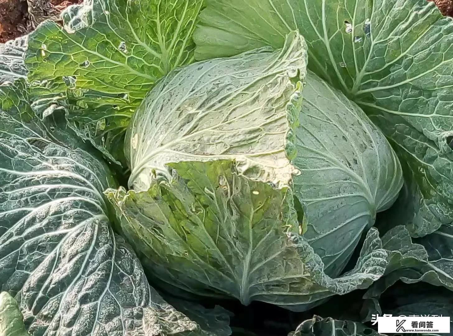 男朋友发莲花图片是什么意思？