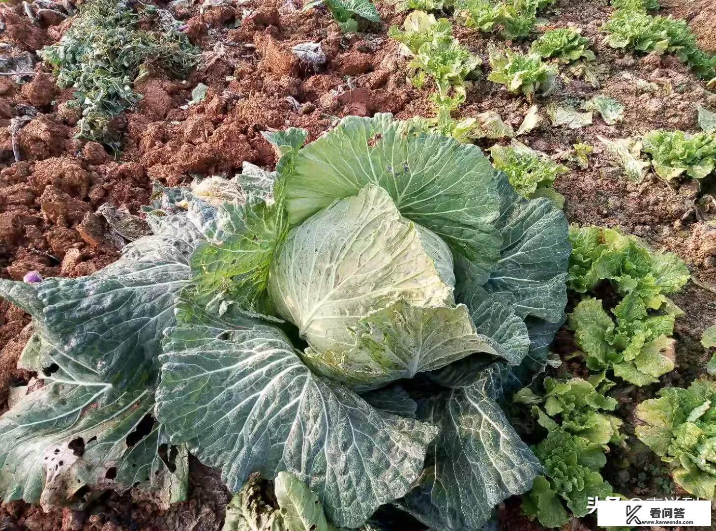 男朋友发莲花图片是什么意思？