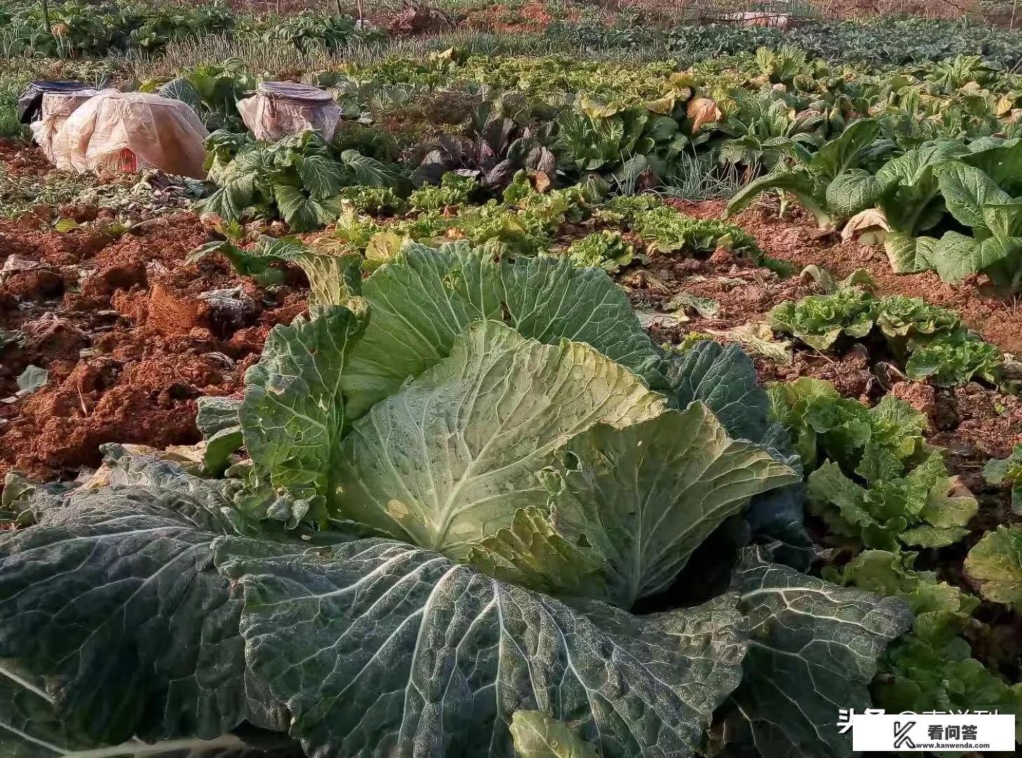 男朋友发莲花图片是什么意思？