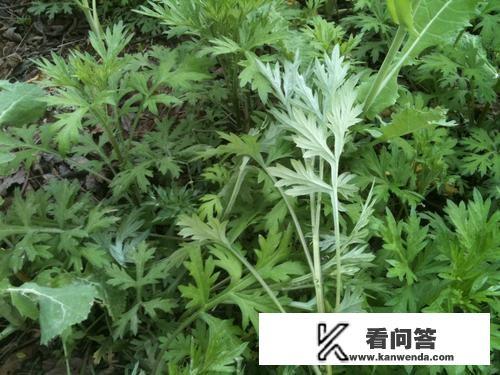 艾草怎样辨别，图片？