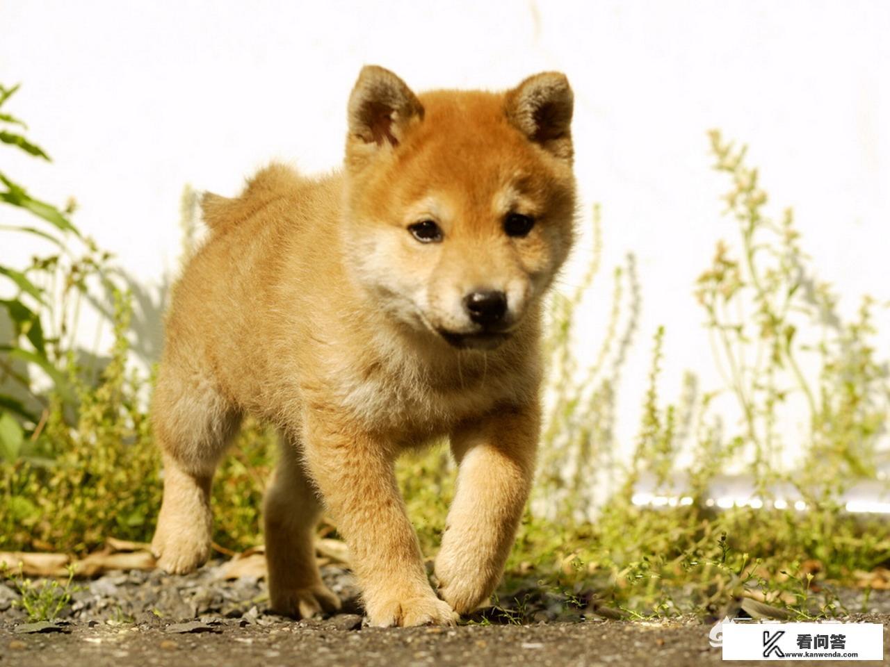 柴犬有多少斤？